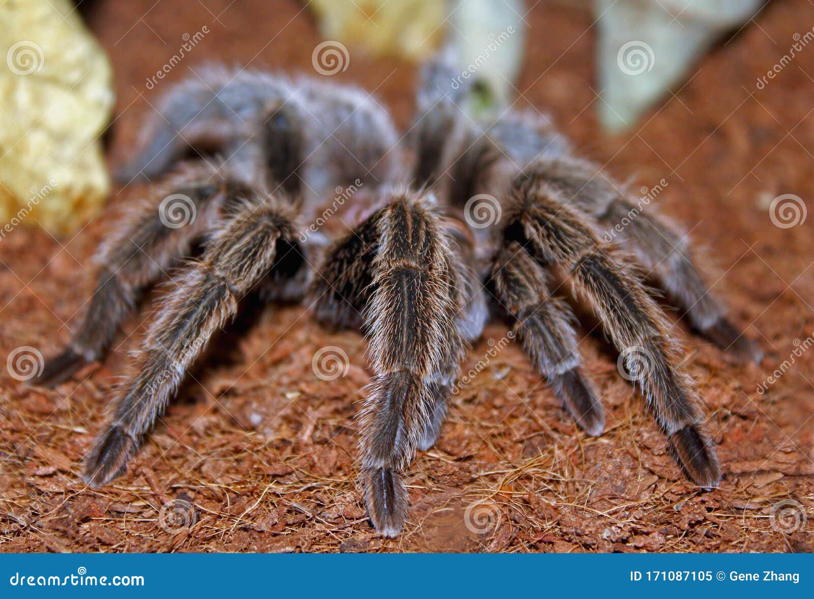 Portraits of Rose Hair Tarantula, Chilean Rose Tarantula, Grammostola ...