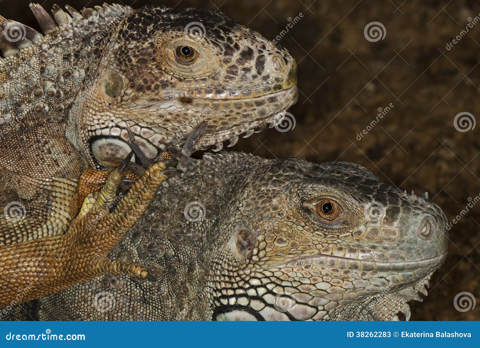 Portraits of two iguanas stock image. Image of wildlife 38262283