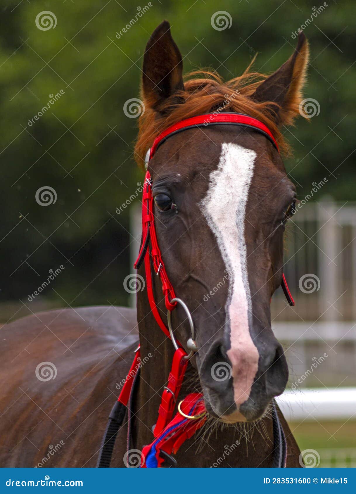portrat of brown horse