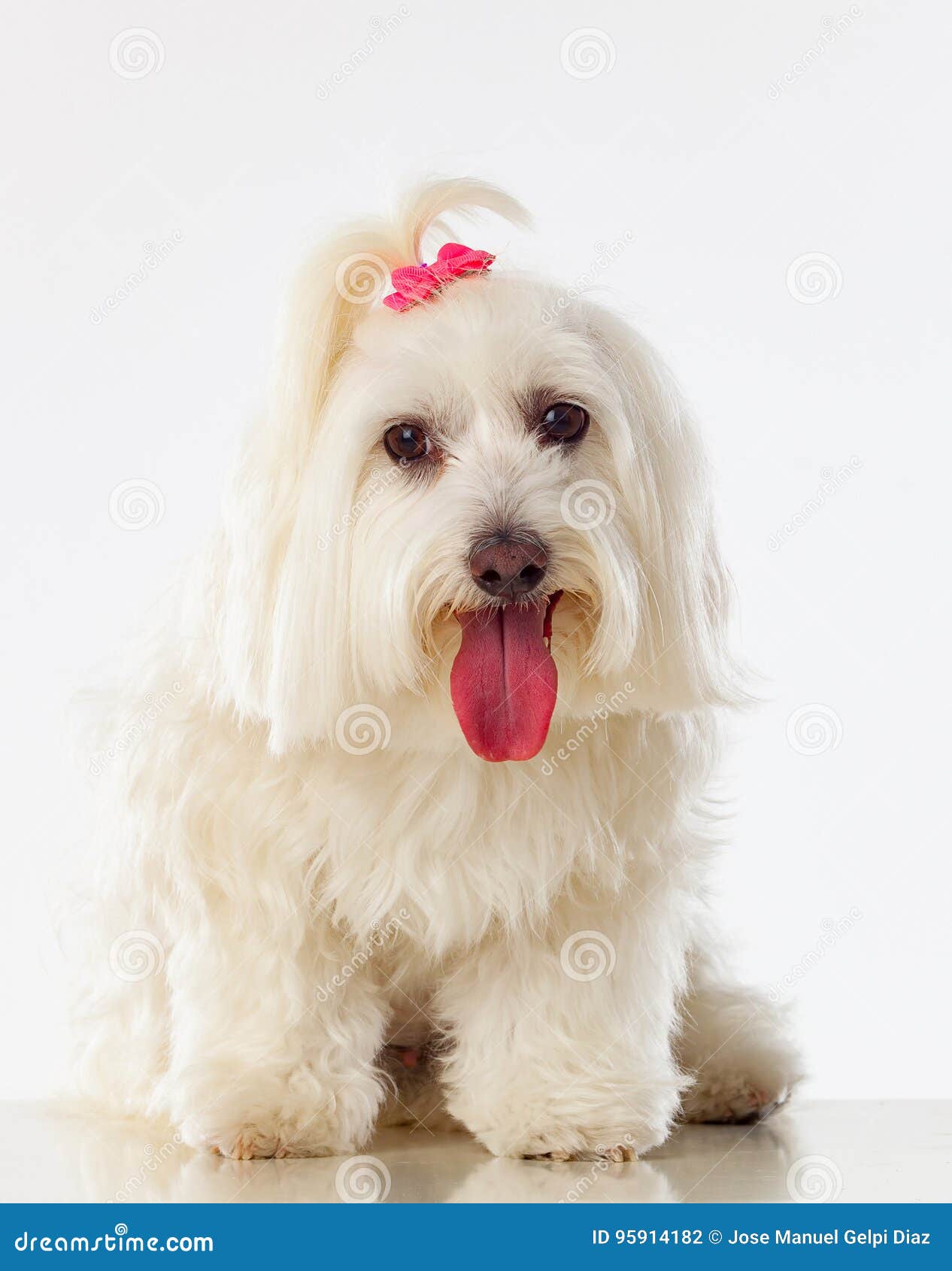Portratit Dun Chien Blanc Avec De Longs Cheveux Et Un