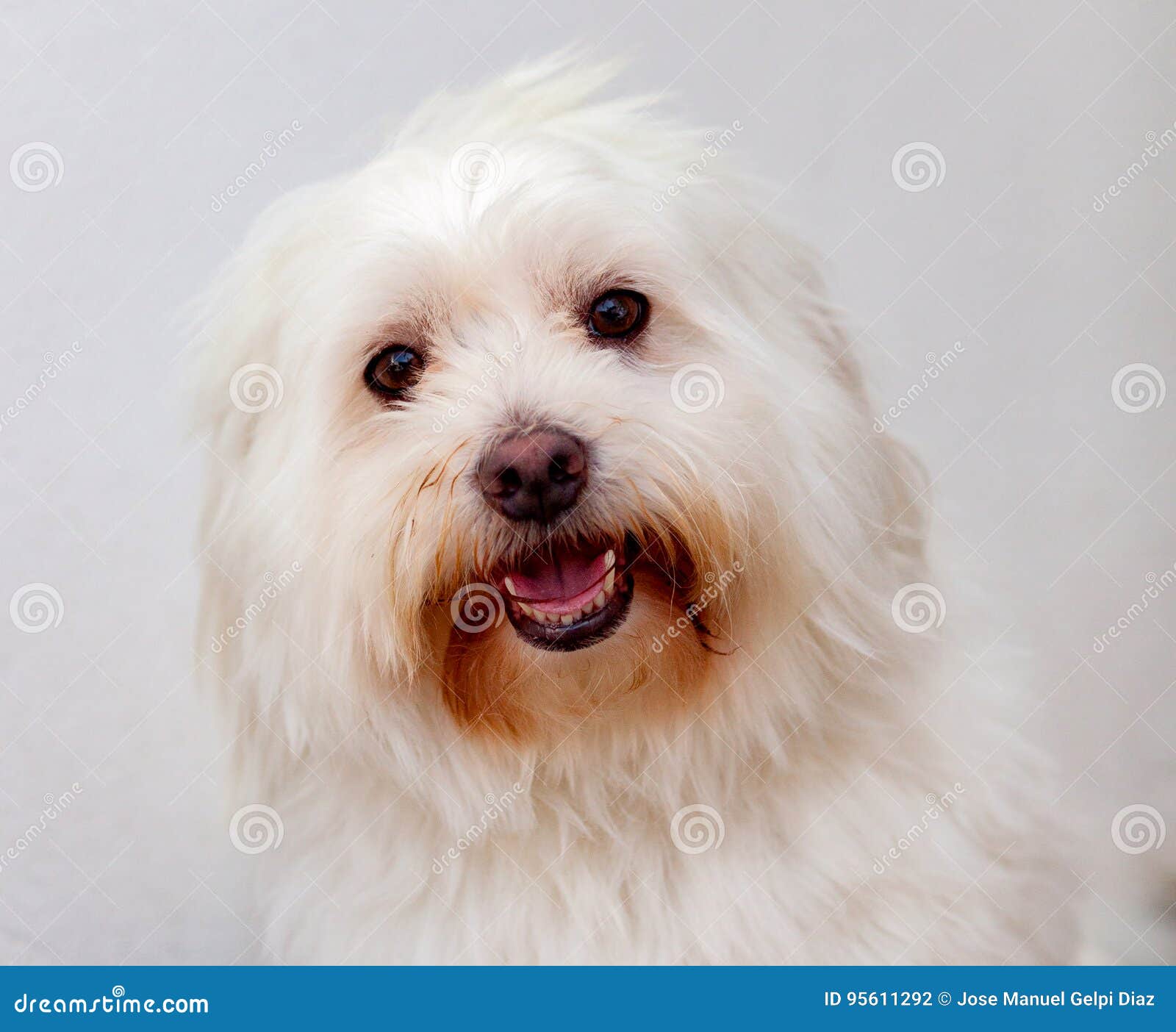 Portratit De Un Perro Blanco Con El Pelo Largo Foto de archivo Imagen