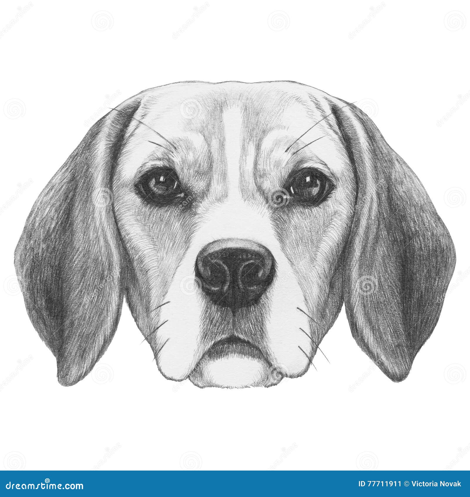 Portret Beagle Pies Ilustracji Ilustracja Złożonej Z Góra
