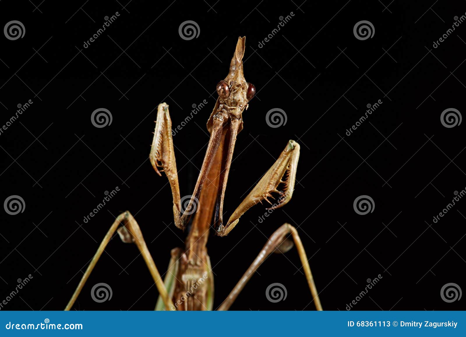 Portret Empusa Droog insect van de inzameling