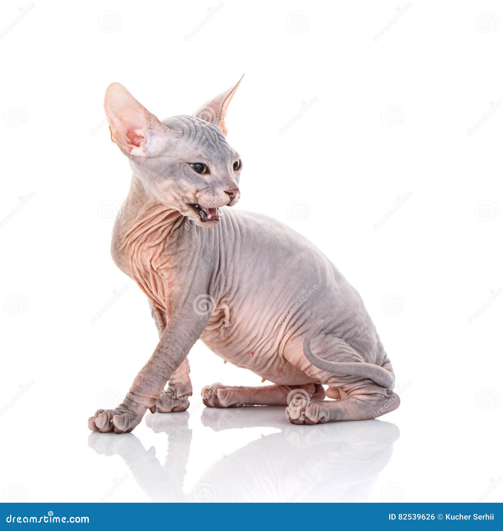 Portret Gderliwy Sphynx Kot Z Otwartym Usta Zdjęcie Stock Obraz