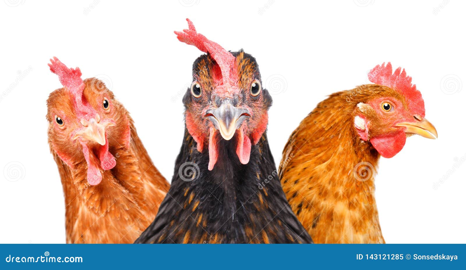 Weggegooid Wig Af en toe Portret van drie kippen stock afbeelding. Image of voedsel - 143121285
