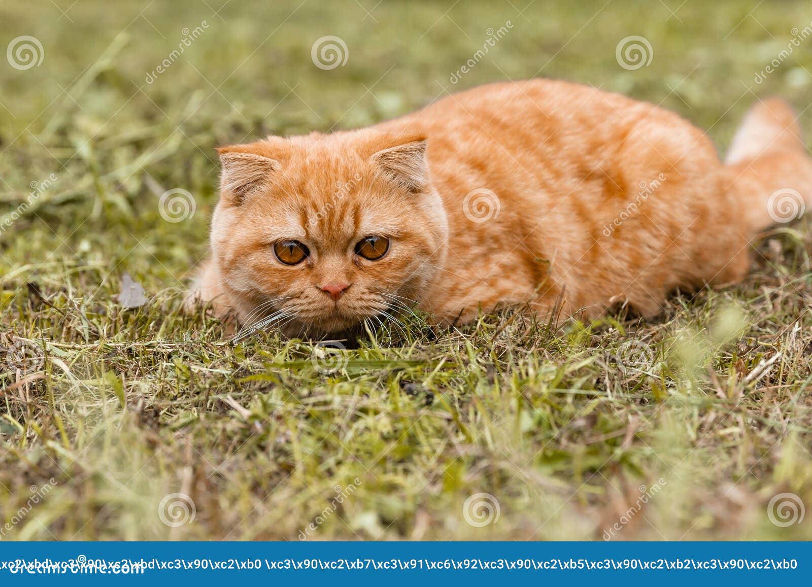Mijnenveld personeelszaken Stereotype Portret Van Een Klein Ginger British Kitten Met. De Kat Loopt in De Tuin.  Britse Rode Kat 5 Maanden Oud Stock Afbeelding - Image of kapsel,  binnenlands: 229032871