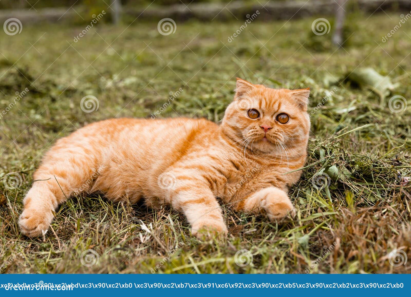 roman assistent aanplakbiljet Portret Van Een Klein Ginger British Kitten Met. De Kat Loopt in De Tuin.  Britse Rode Kat 5 Maanden Oud Stock Foto - Image of kapsel, grappig:  229032892