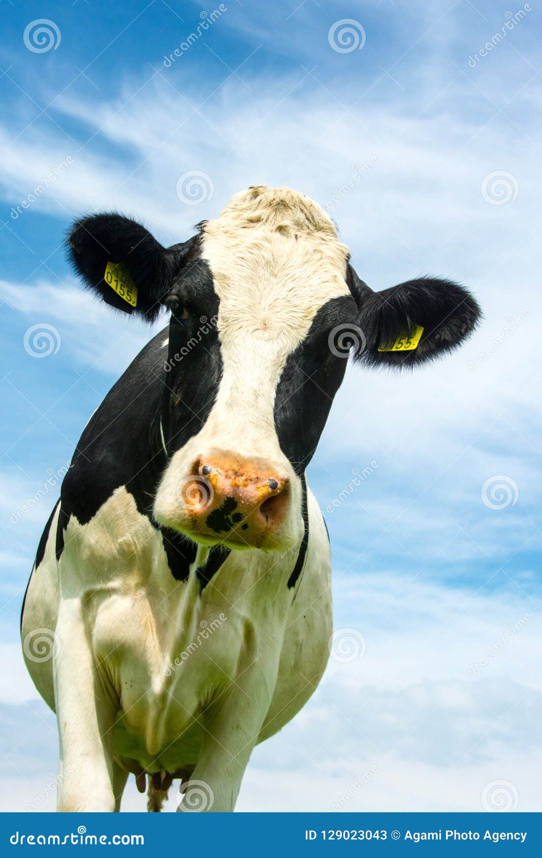 varkensvlees Verdorde alledaags Portret Van Een Koe; Close-up of a Domestic Cow Editorial Stock Photo -  Image of weiland, hans: 129023043