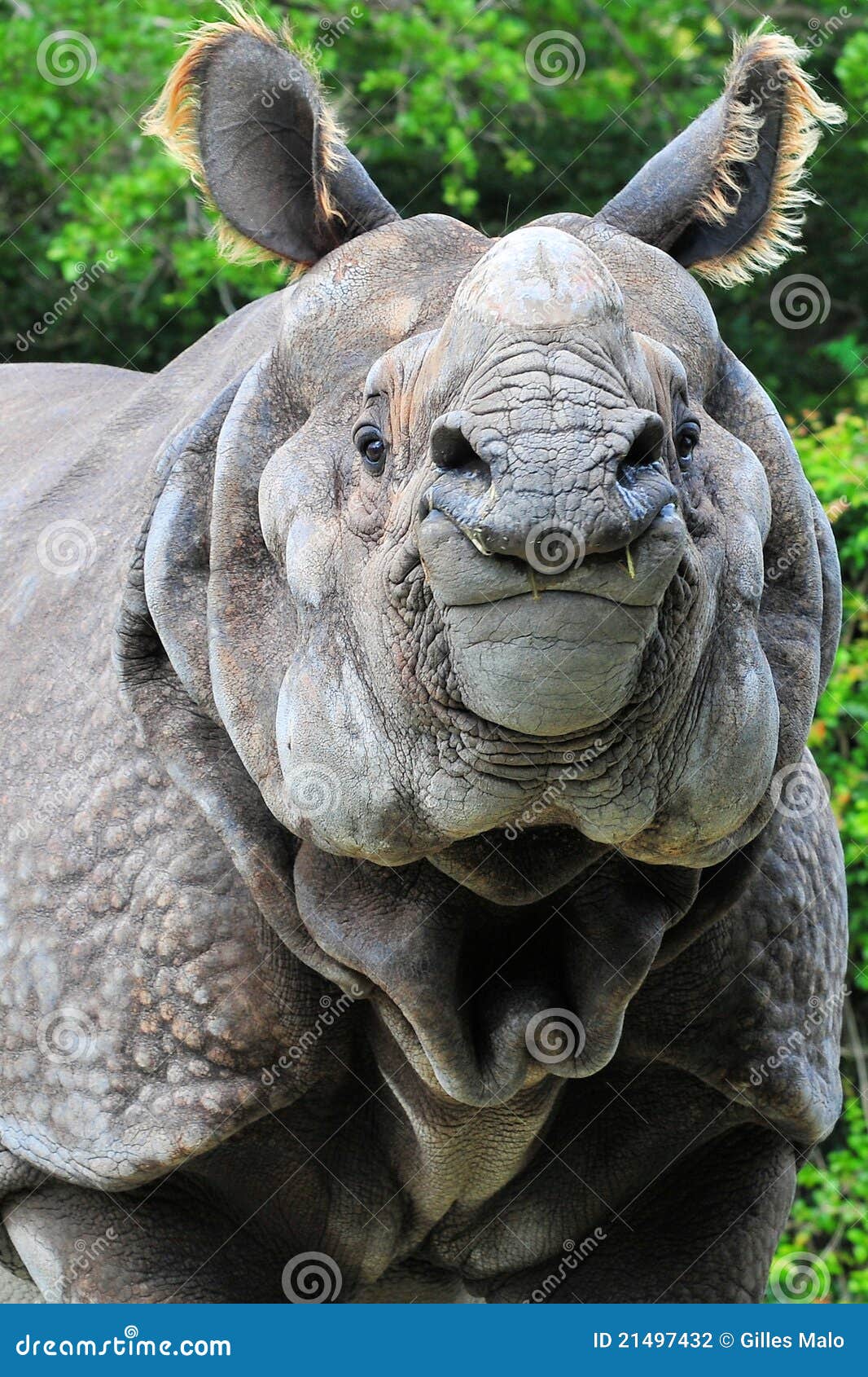 Portret van een Rinoceros. Grotere één-gehoornde rinoceros in een dierentuin Zuid- van Florida. De Indische rinocerossen zijn één van de grootste levende landzoogdieren in de wereld.