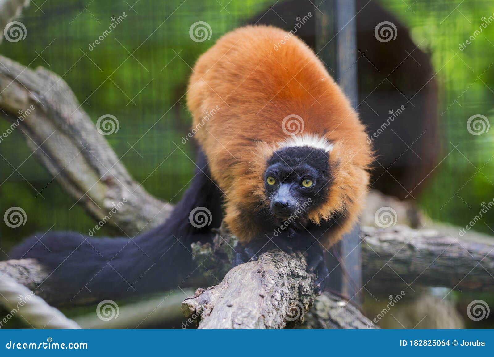 Portret van een volwassen rode rode roffe lemur
