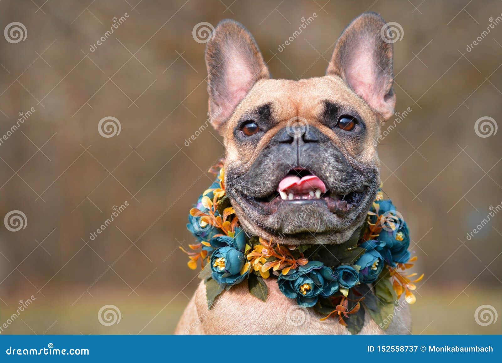 Mooi portret van het glimlachen van vrouwelijke bruine Franse Buldoghond die een selfmade bue bloemenkraag voor onscherpe achtergrond dragen