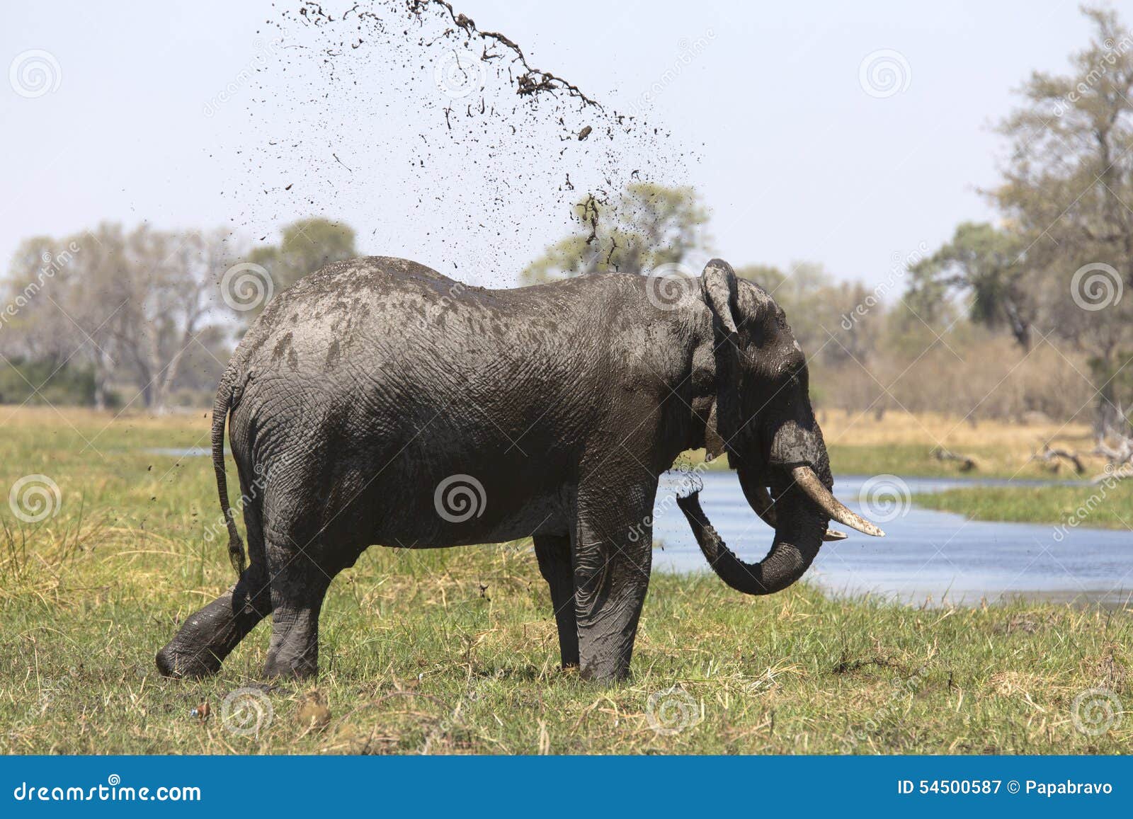 Portret van het wilde vrije stierenolifant overgieten. Portret van wilde vrije stierenolifant die in rivier overgieten