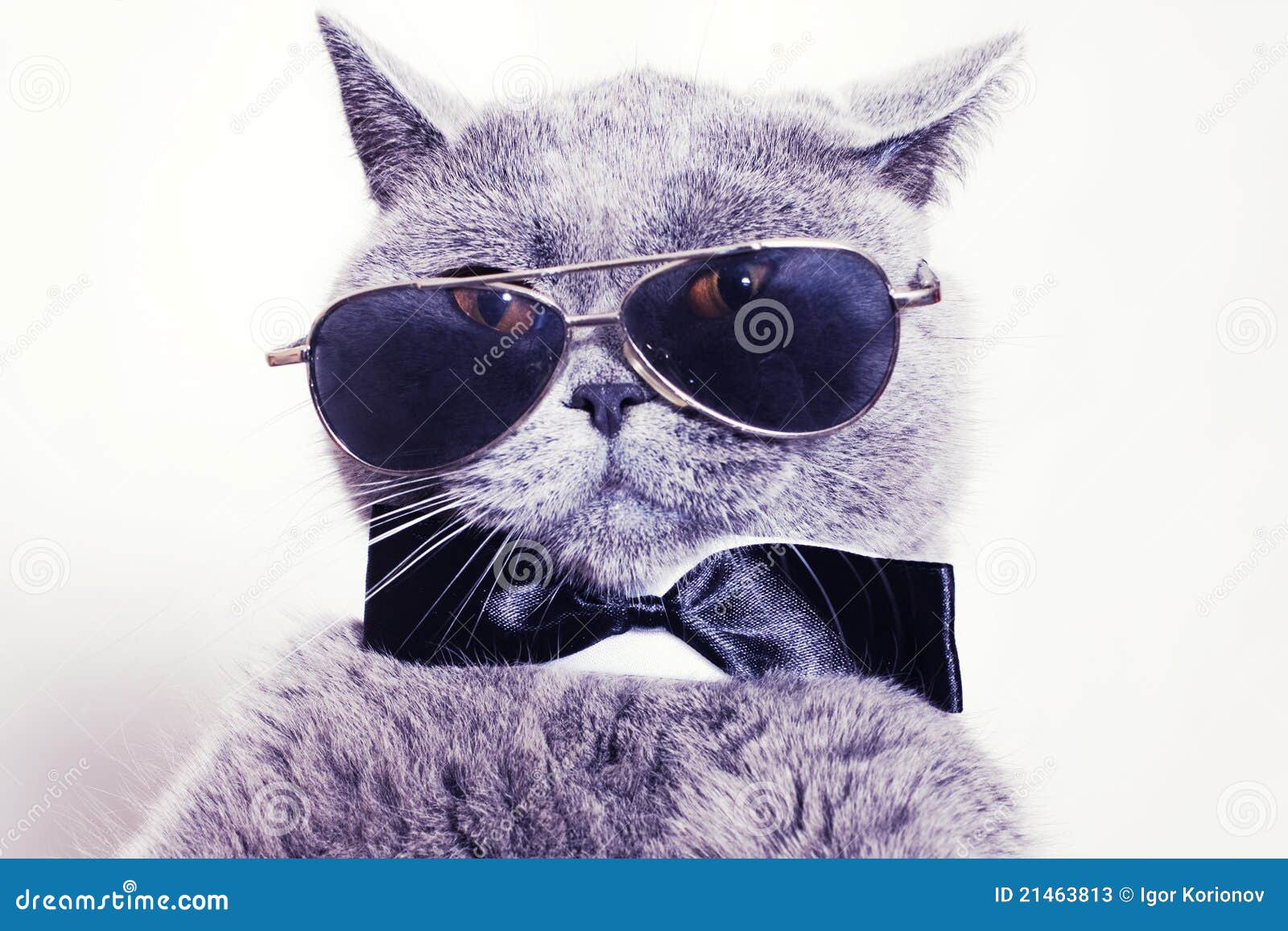 Lunette De Soleil Cat Ef Bf Bd Lunette De Soleil Cat Ef Bf Bd