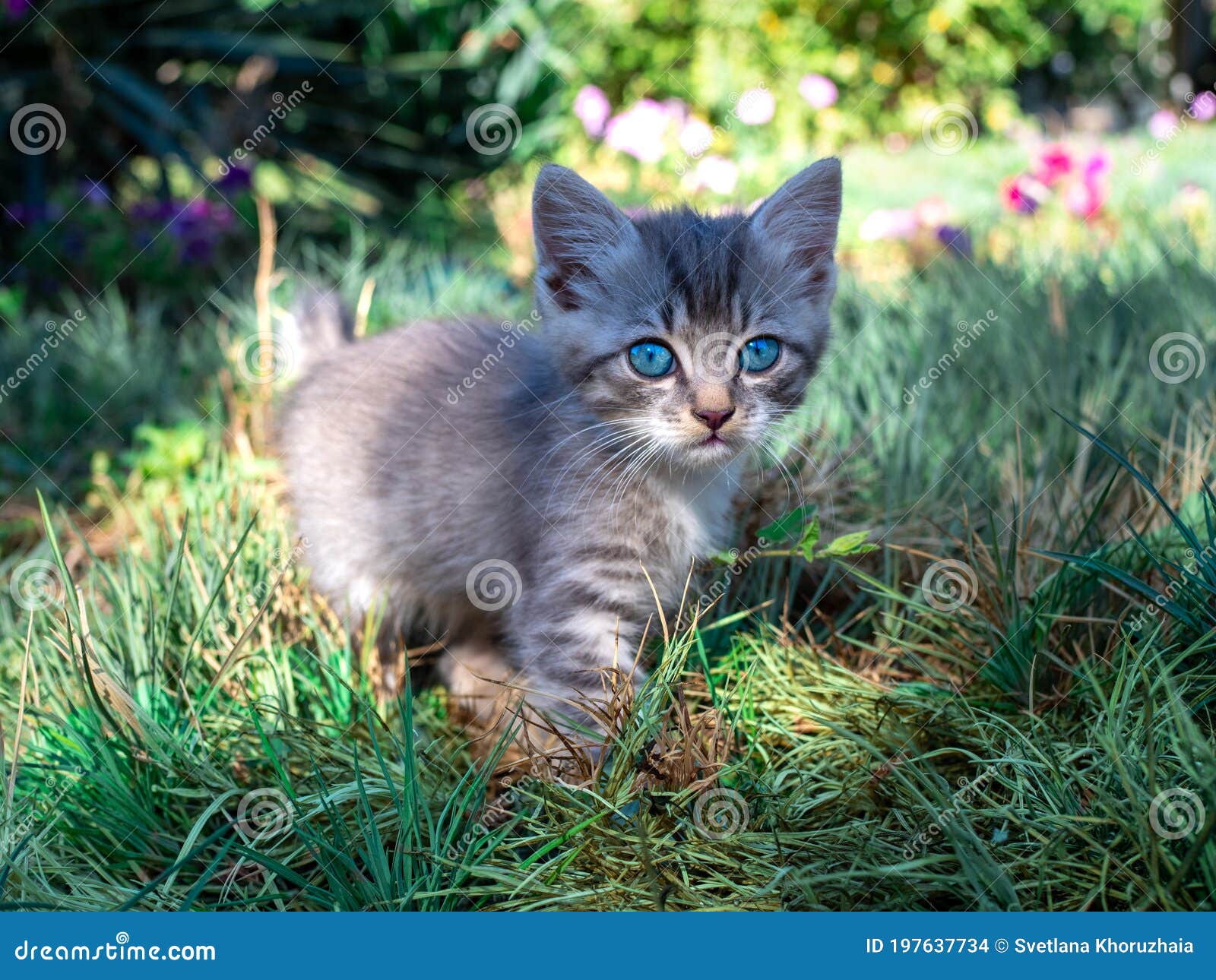 Portret Van Kleine Grijze Kitten Met Blauwe Ogen De Kat in De Lentestuin Stock Foto - Image of horizontaal,