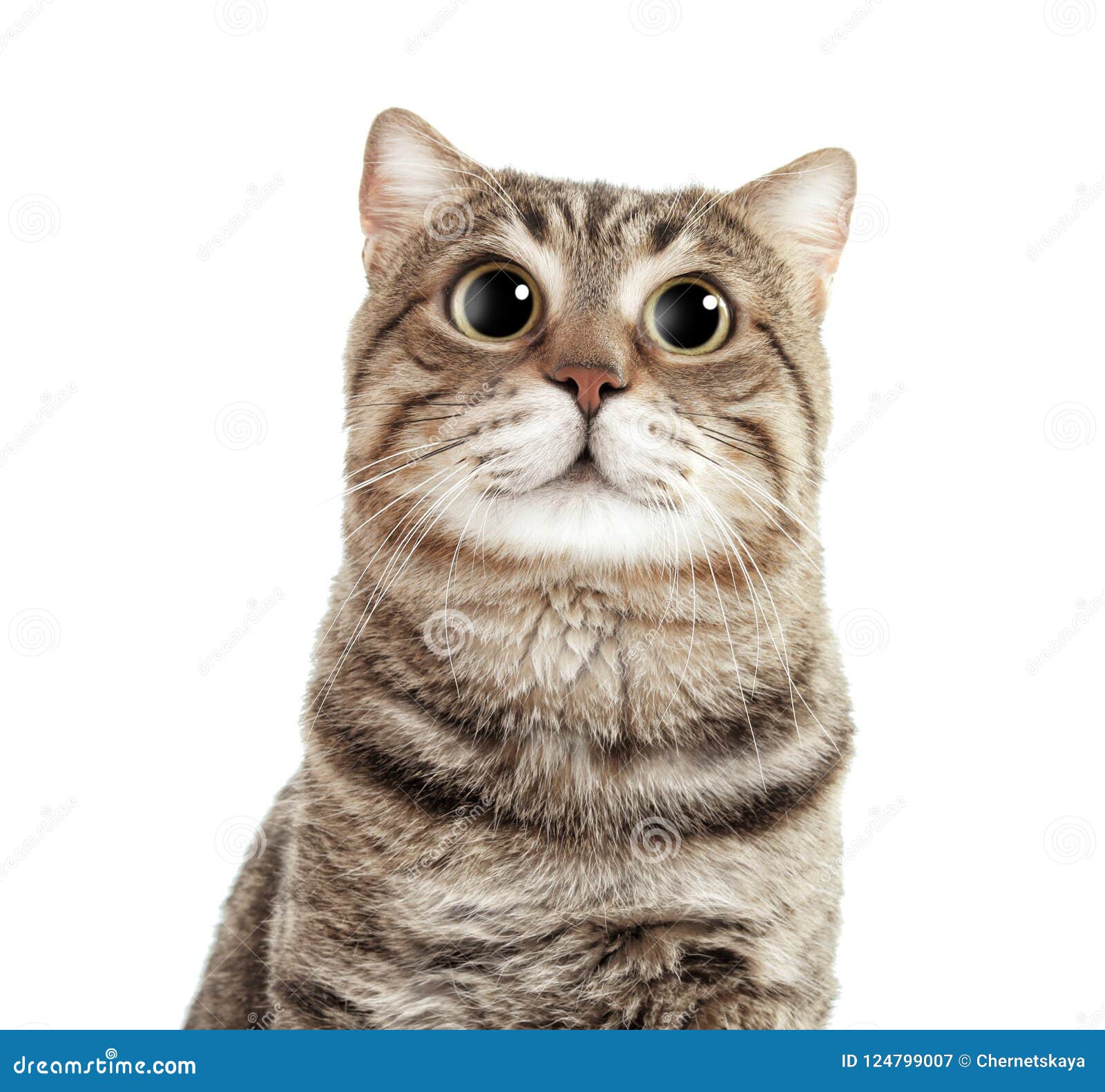 Porträt der netten lustigen Katze mit großen Augen auf weißem Hintergrund