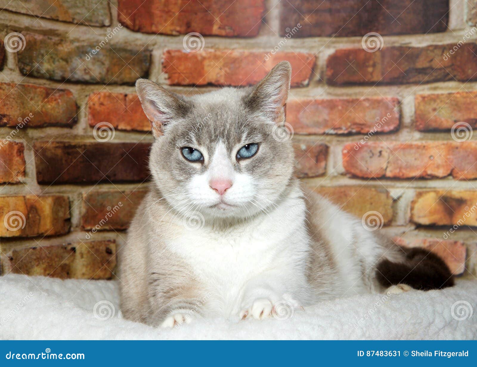 Porträt einer richtigen siamesischen Katze. Porträt von einem königlichen weißen und bräunen die ältere Katze der siamesischen Mischung und legen auf ein Schaffellbett nahe bei einer roten und braunen Backsteinmauer, die direkt Zuschauer betrachtet