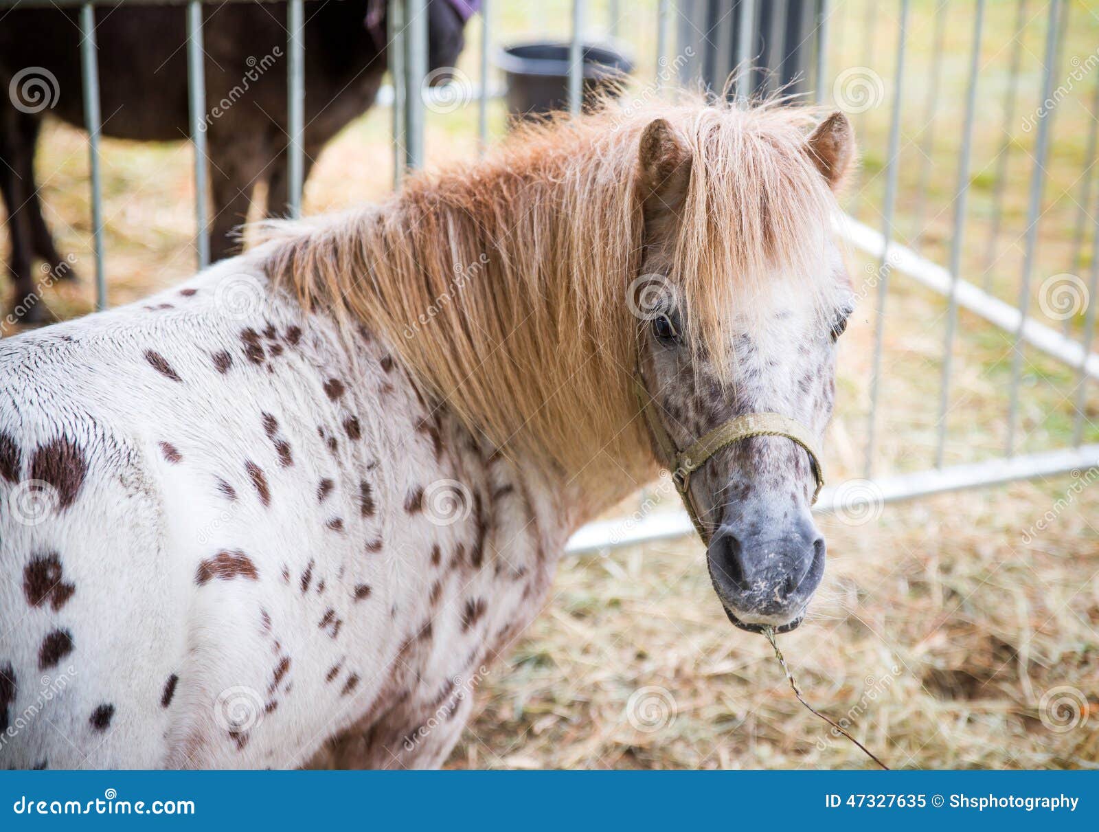 Ein Abschluss herauf Porträt eines Ponys an einem Bauernhof