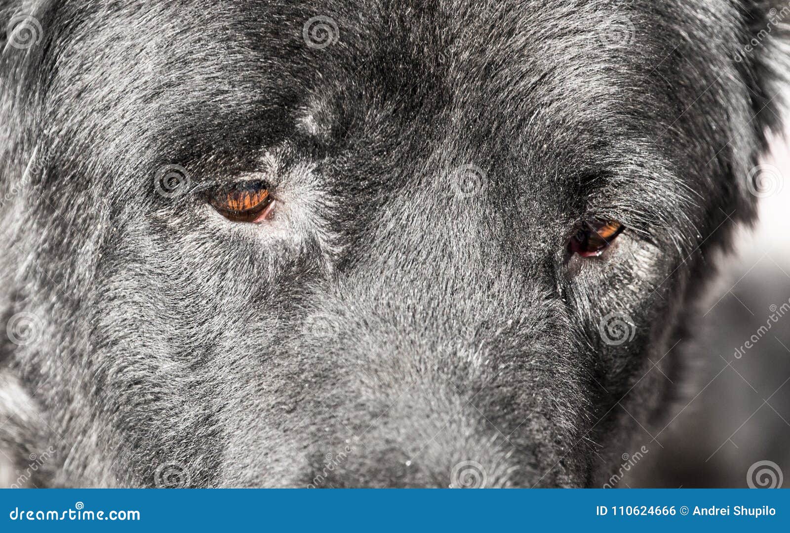 Porträt eines schwarzen Hundes auf der Natur