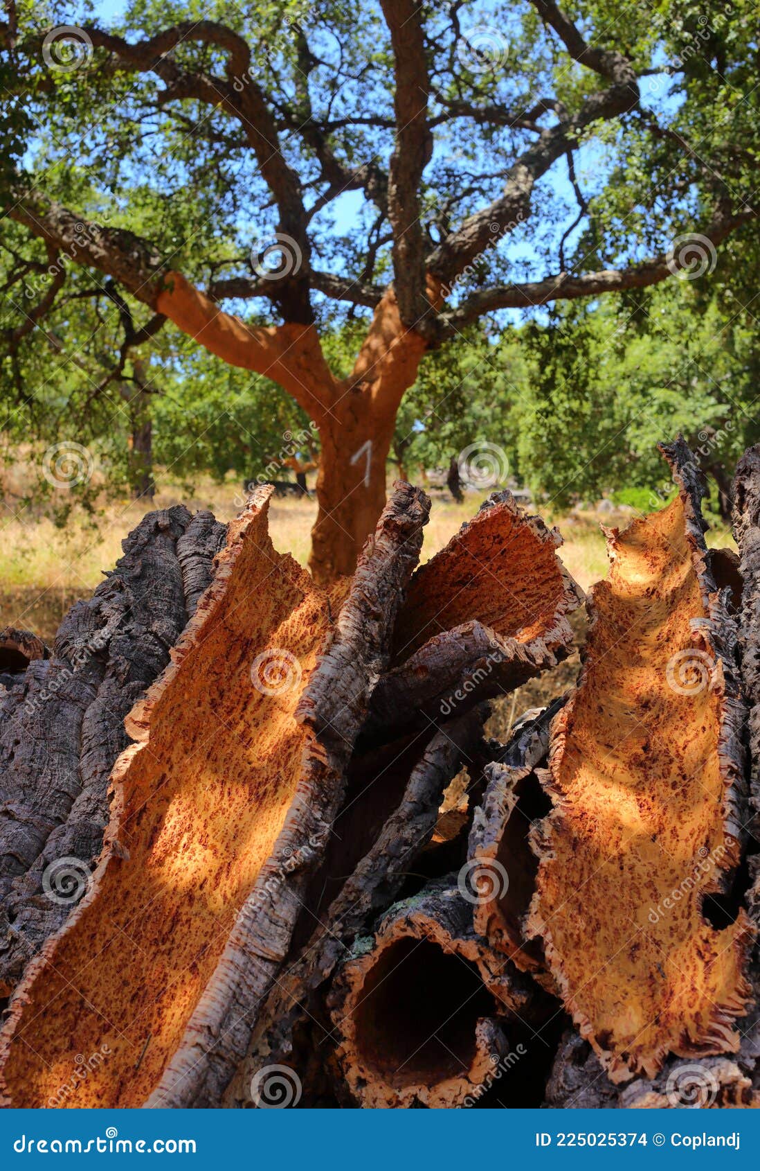 portugal, alentejo region. newly harvested cork oak. quercus suber.