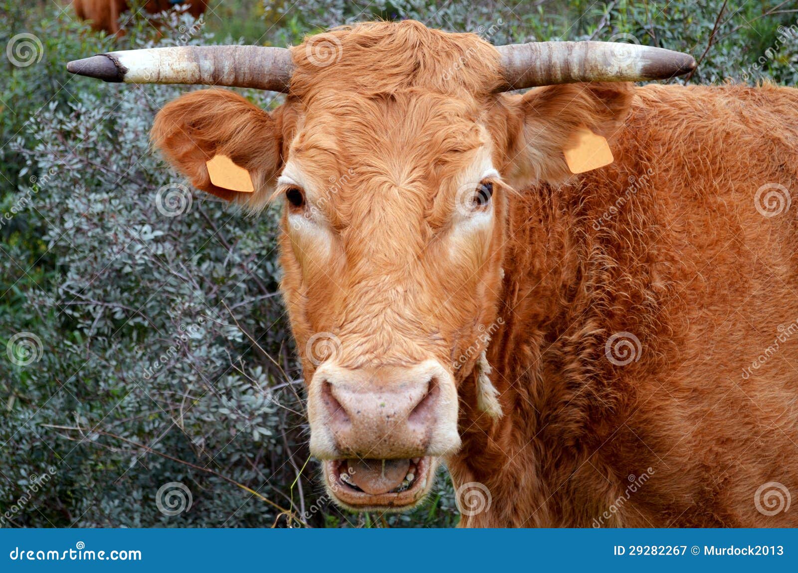 Portuguese cow stock image. Image of horn, tagged, bull 29282267