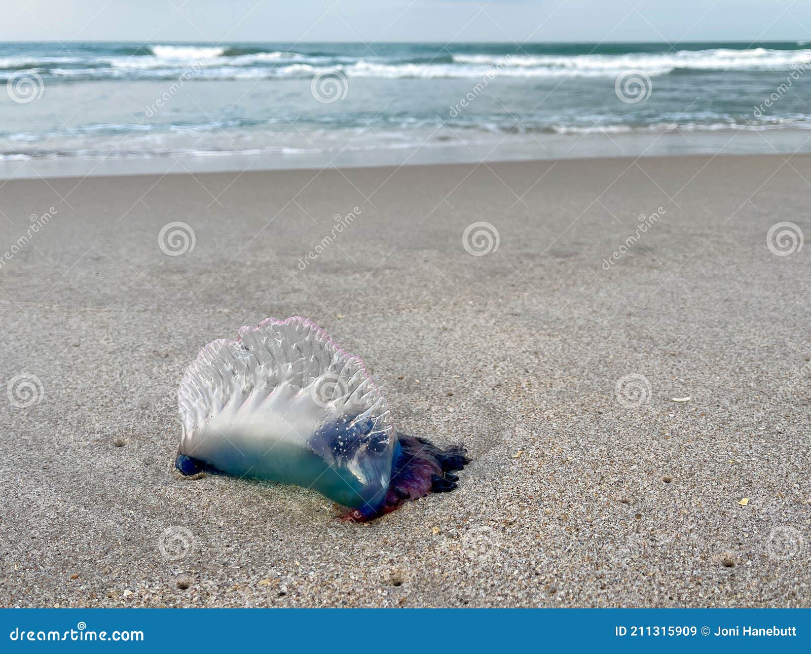 a portuguese man o war jellyfish laying on a beach