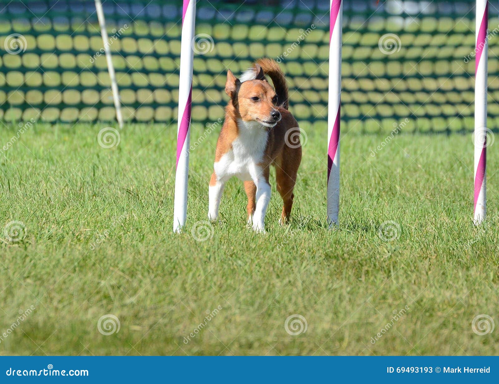 portuguese podengo pequeno at a dog agility trial