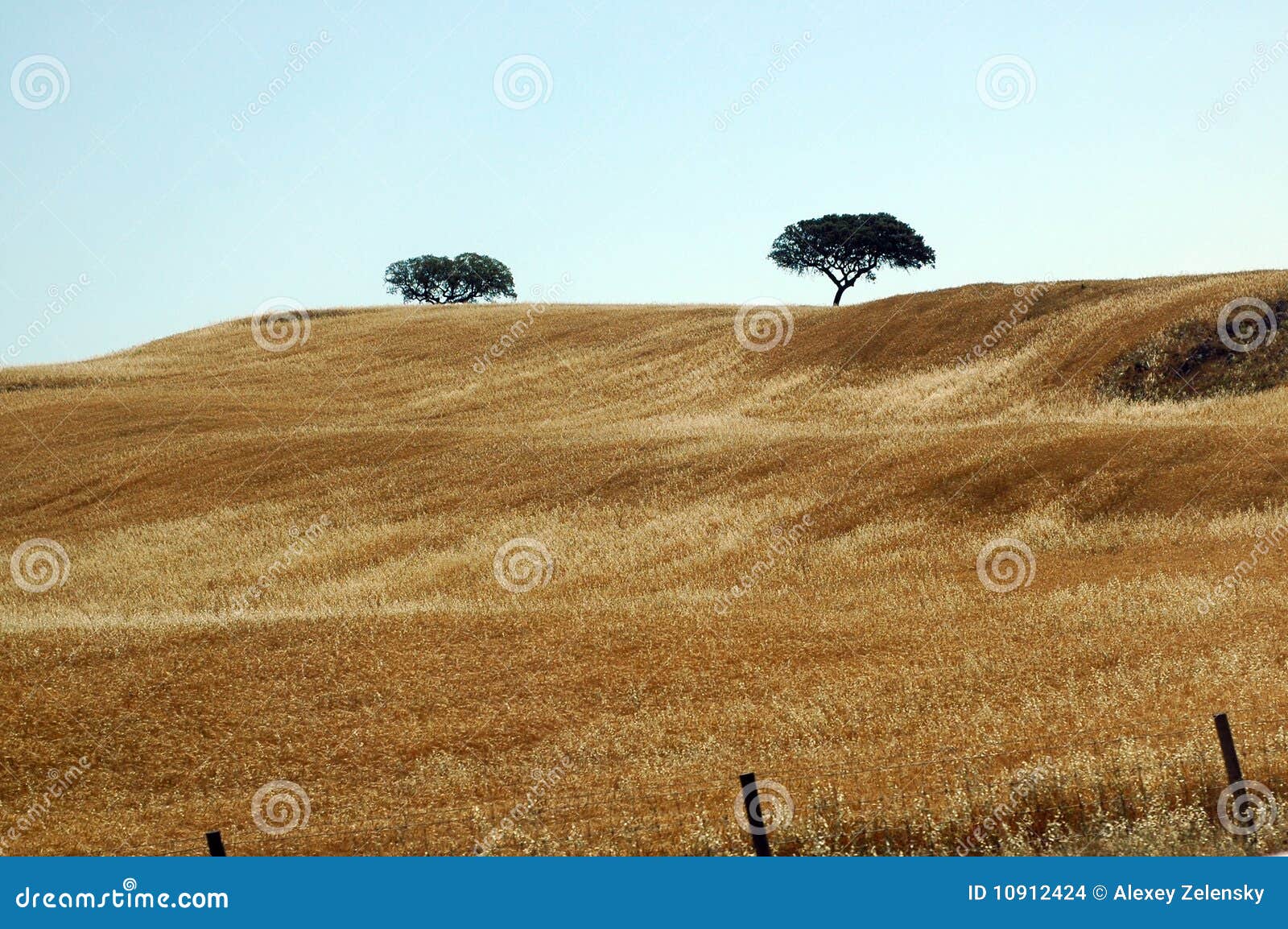 Portuguese tender fields stock photo. Image of cascade 10912424