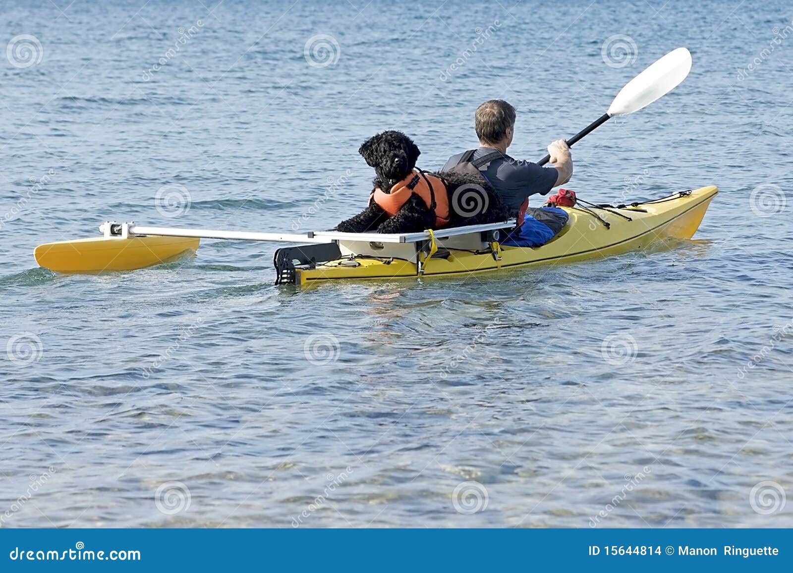 Portuguese Water Dog On Yellow Kayak Stock Photo - Image ...