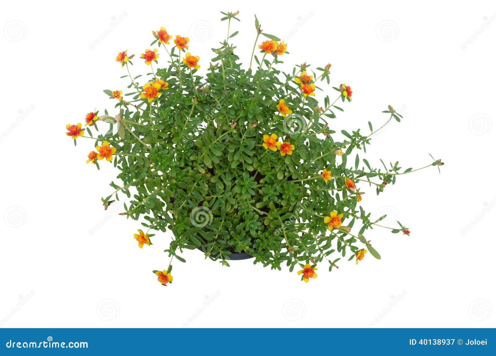 portulaca-flower-royalty-free-stock-image-cartoondealer-103822600