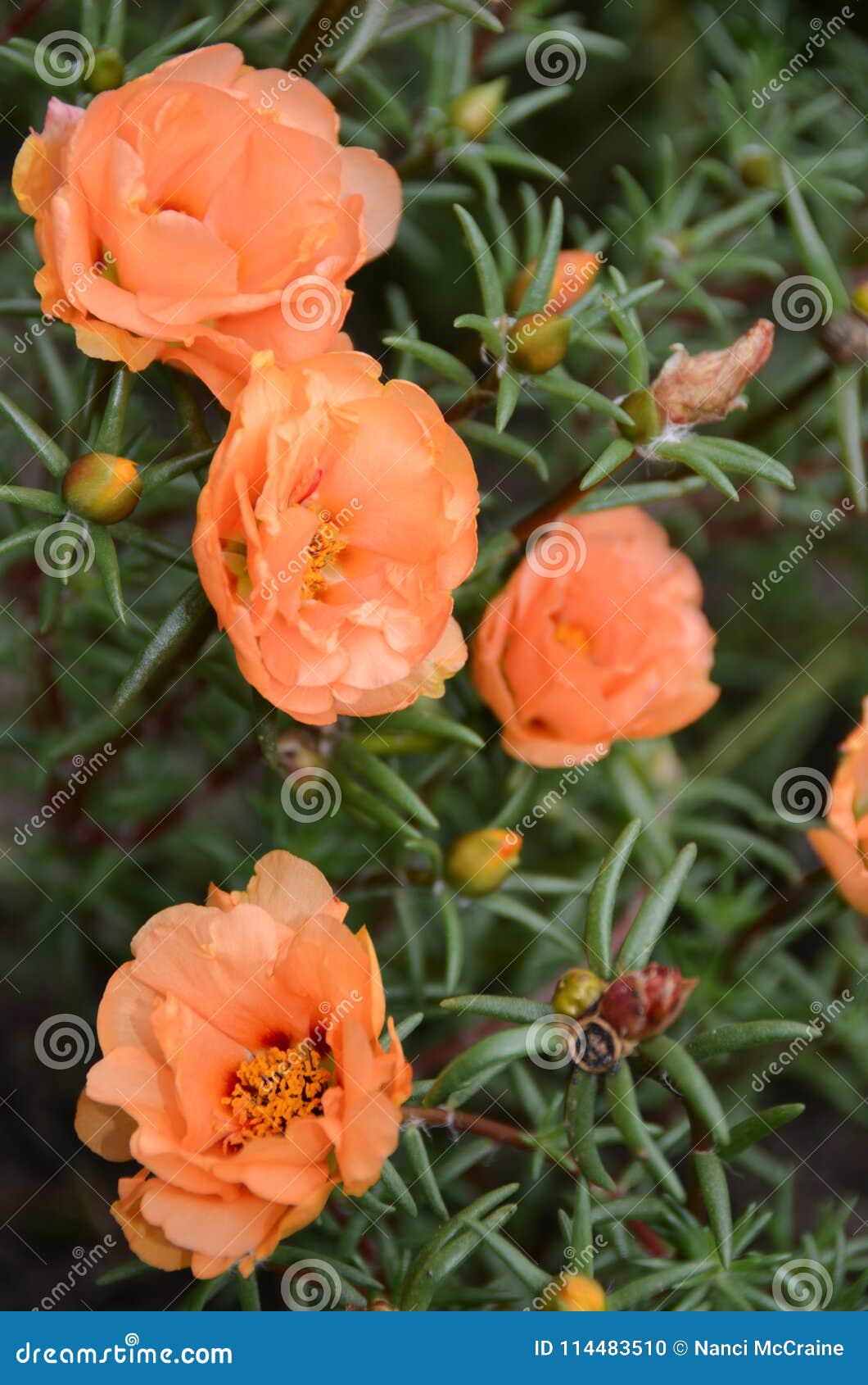 Peach Moss Rose Rock Garden Flower Stock Photo Image Of Desertlike Portulaca 114483510