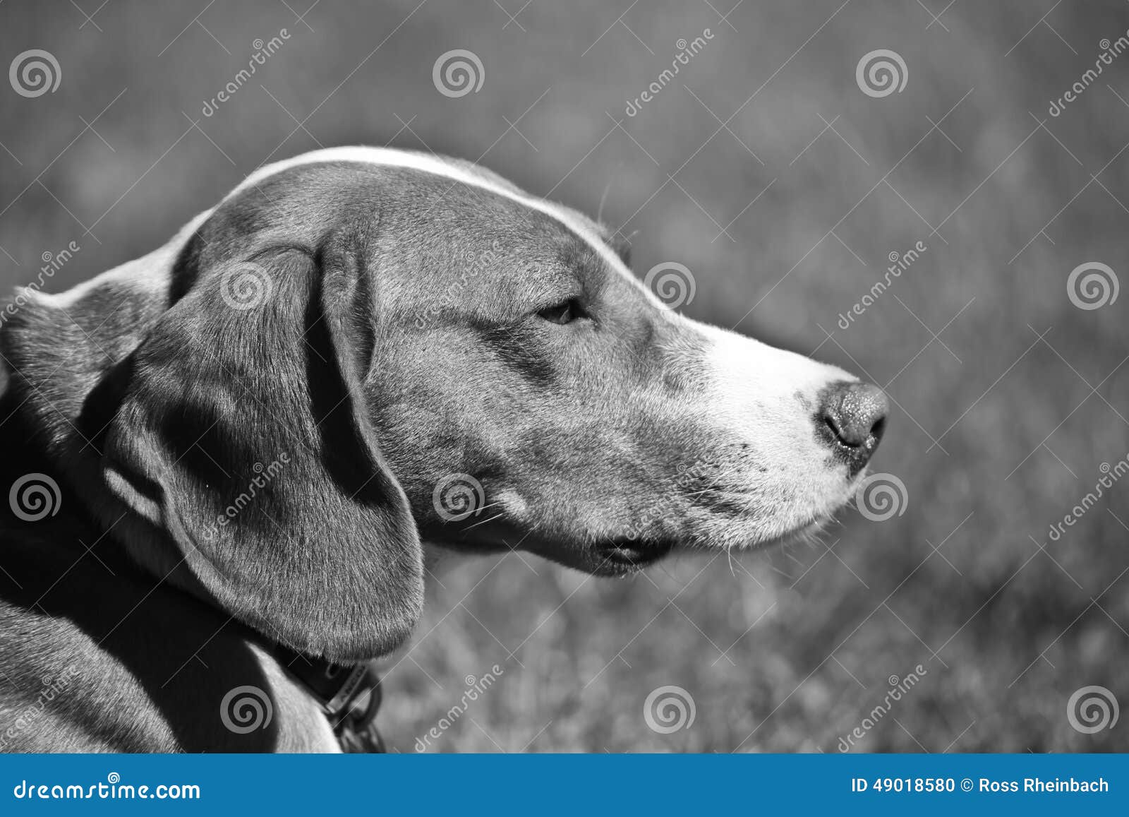 Posavac hund arkivfoto. Bild av blurriness, manlig, 49018580