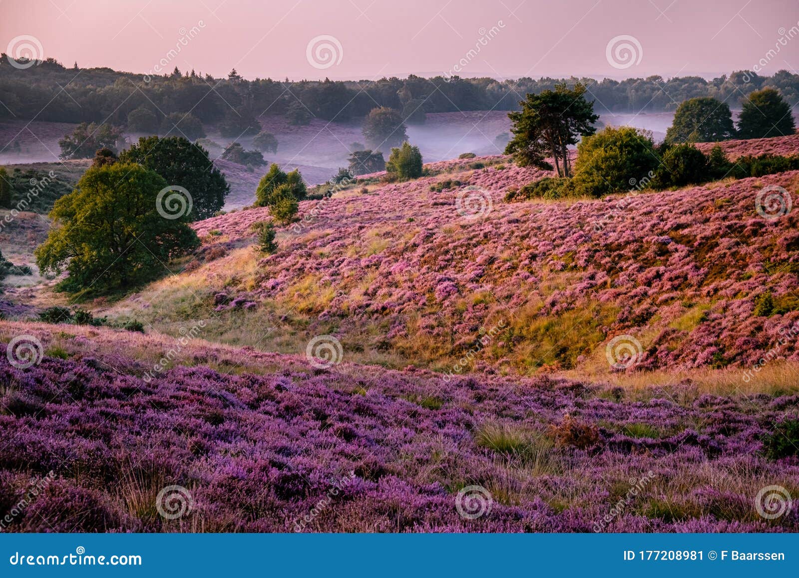 posbank national park veluwezoom, blooming heather fields during sunrise at the veluwe in the netherlands, purple hills