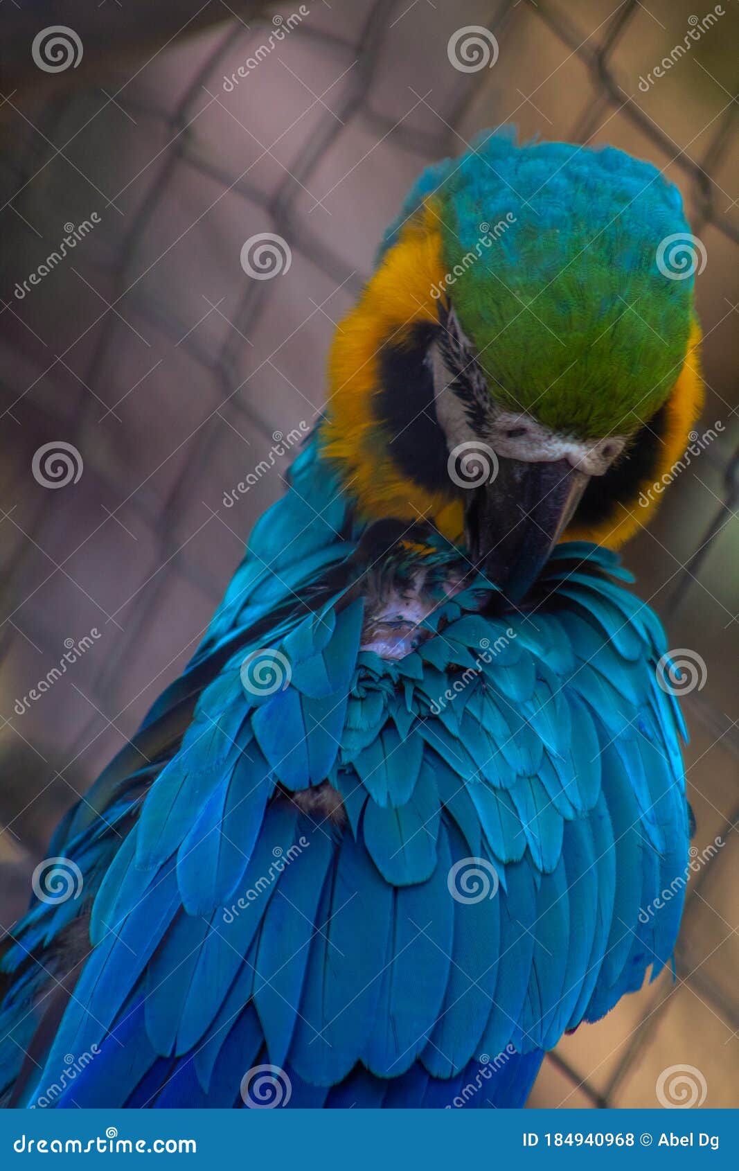 macaw posed in brench wood