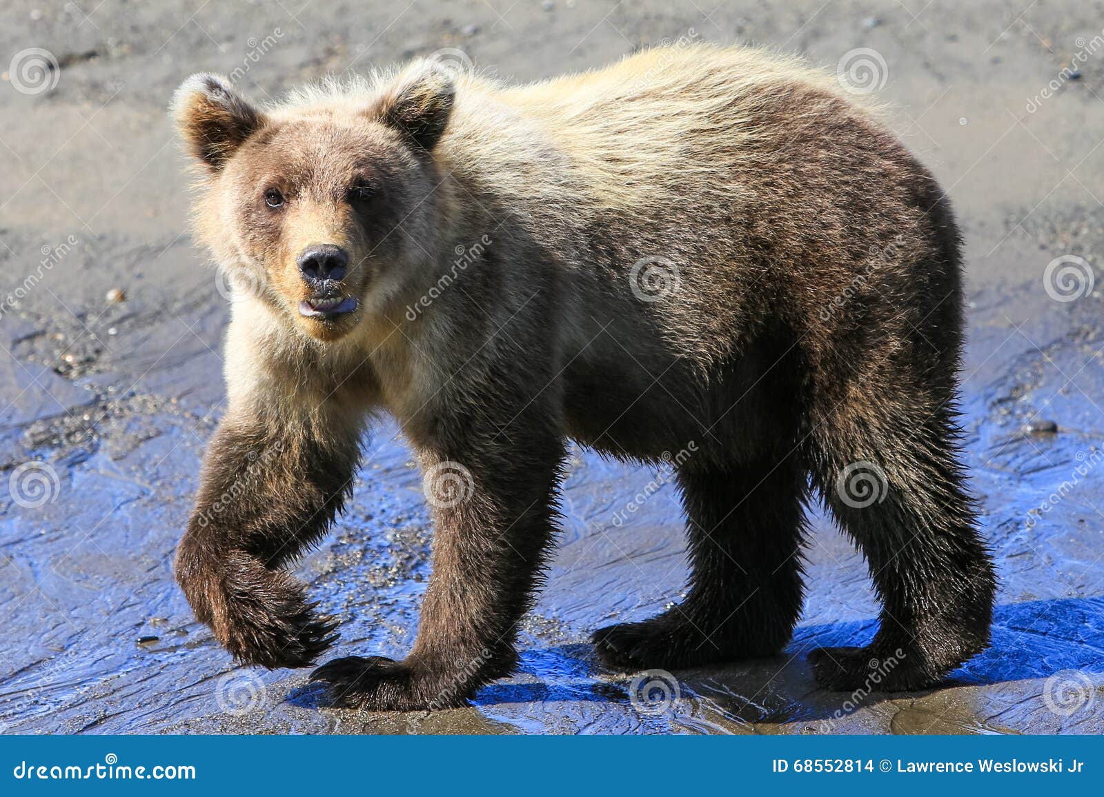 Pose De Marche De Cub D Ours De Brown De Bebe De L Alaska Photo Stock Image Du Crainte Danger