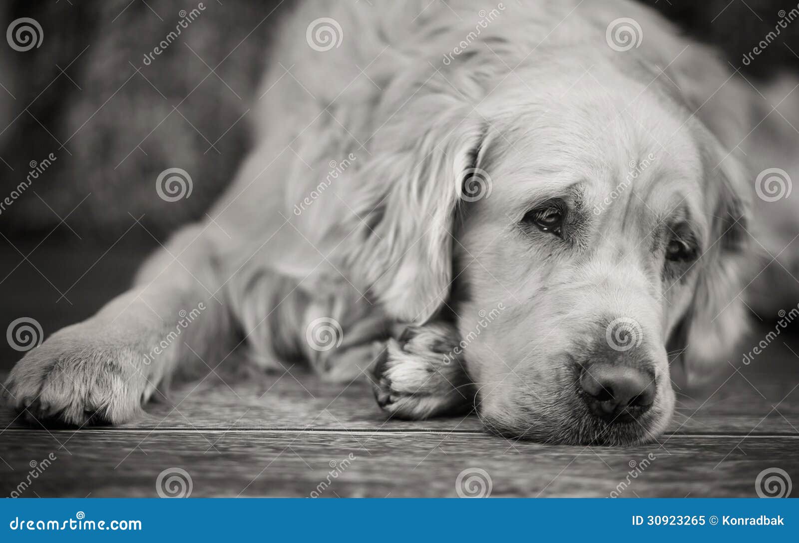 Décédé. JUSTY  à parrainer, département 76 - Page 2 Pose-du-chien-d-arr%C3%AAt-blanc-avec-les-yeux-tristes-30923265