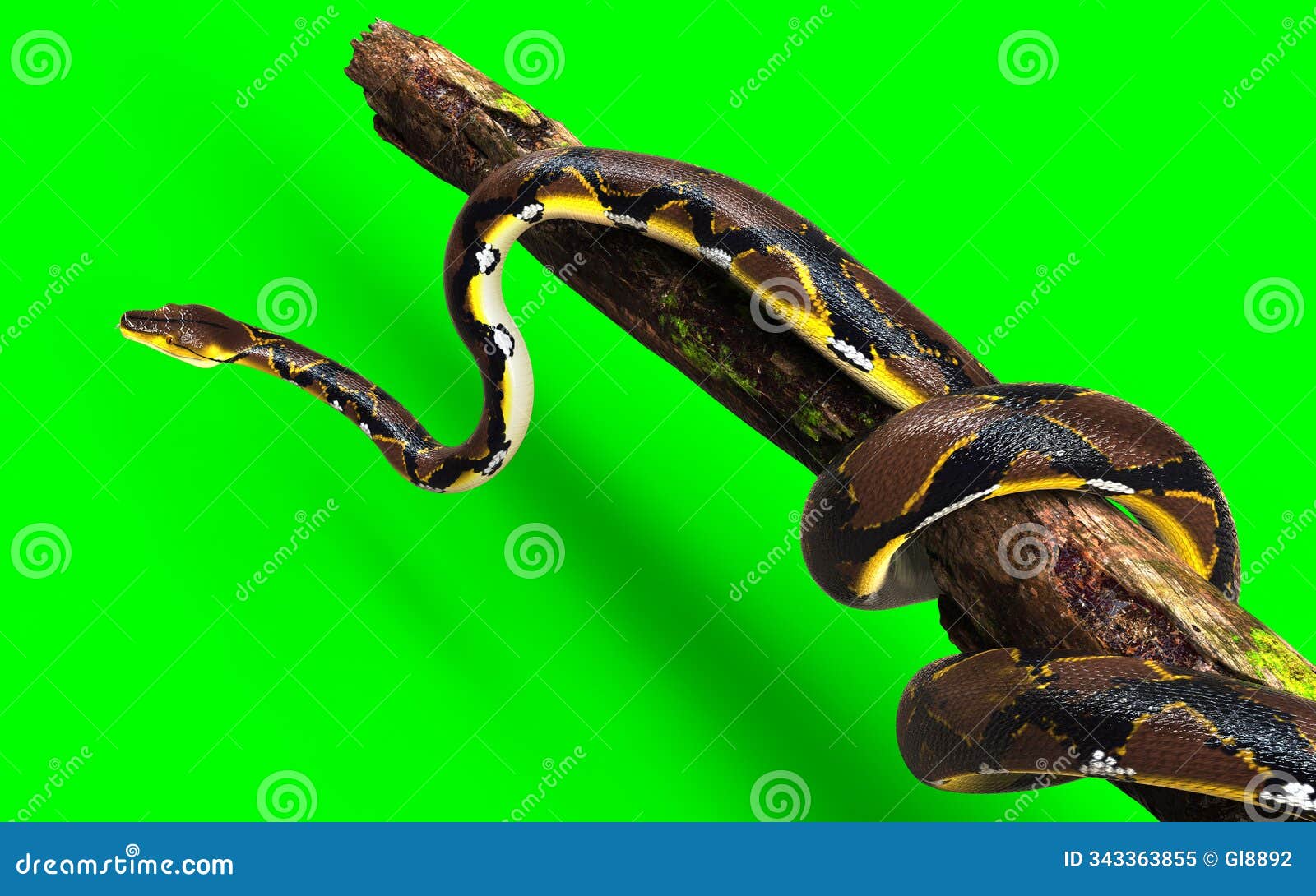 a pose of malayopython reticulatus snake, python species with clipping path