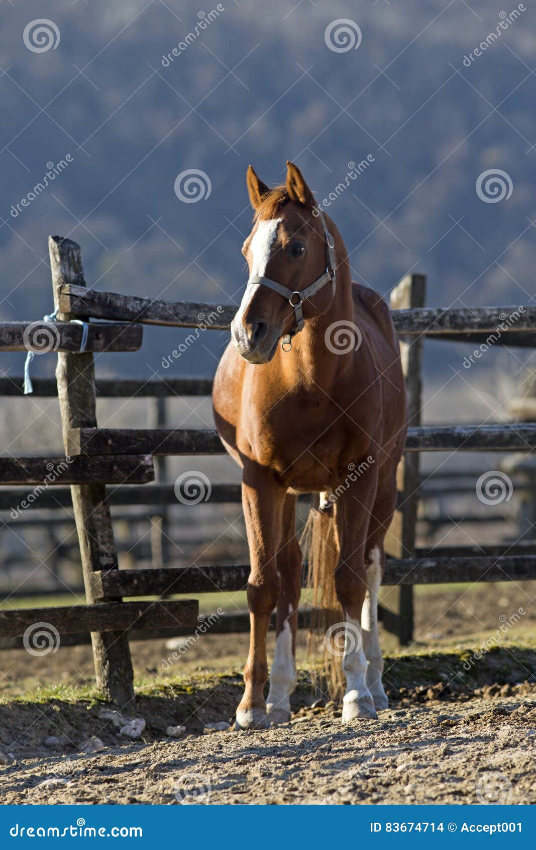 Cavalo de frente