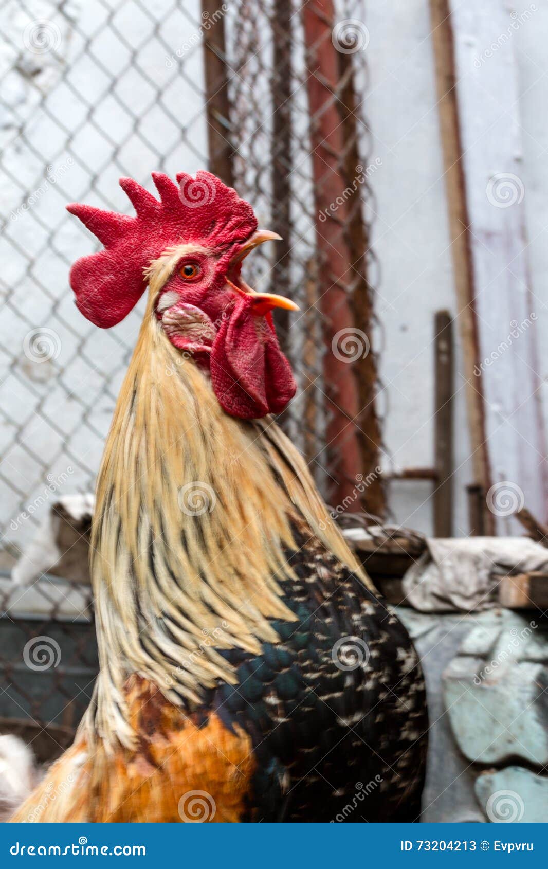 Posição Do Galo Das Aves Domésticas E Gritar Imagem de Stock - Imagem de  colorido, doméstico: 73204213