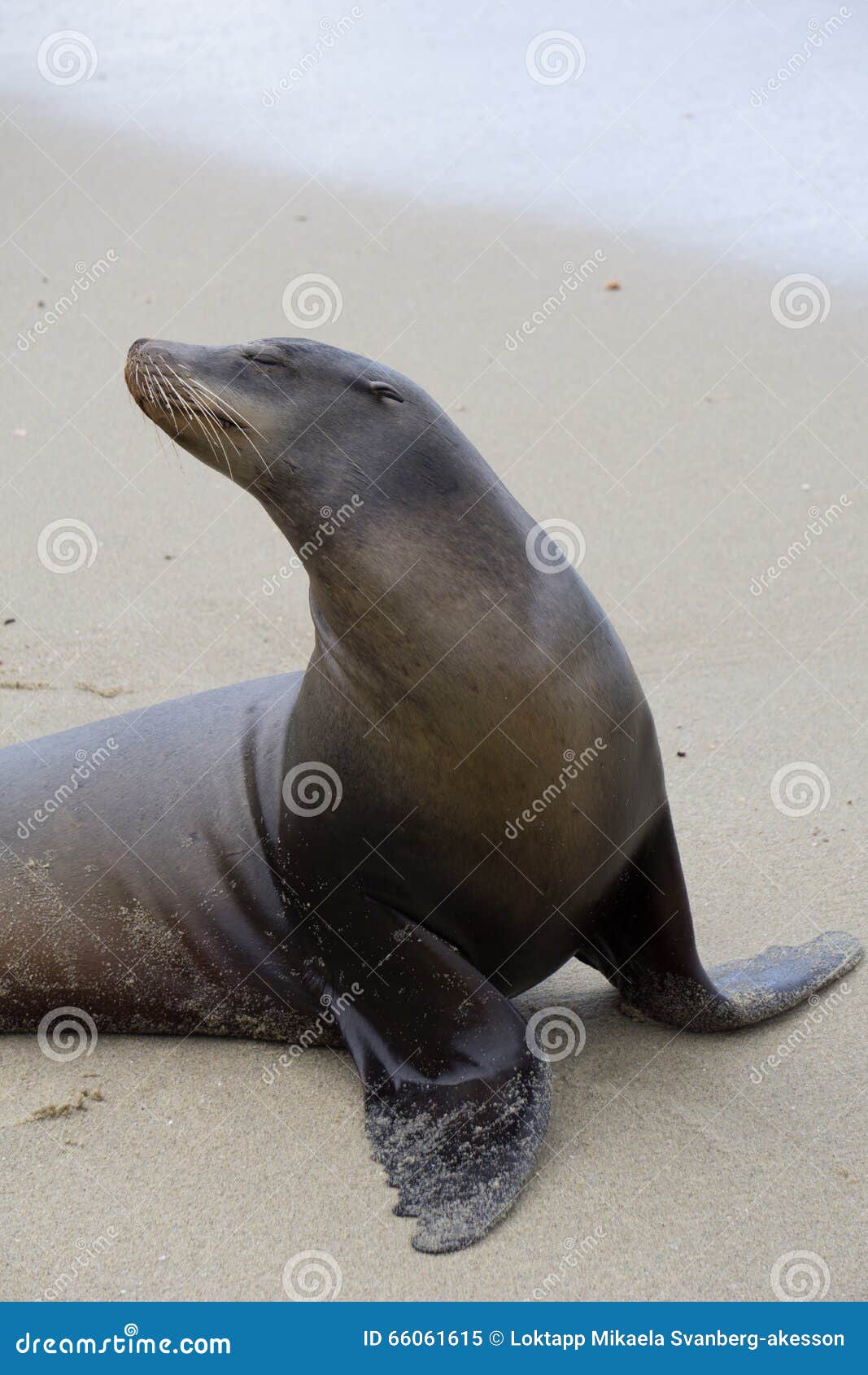 Posing Seal with an attitude in La Jolla, California