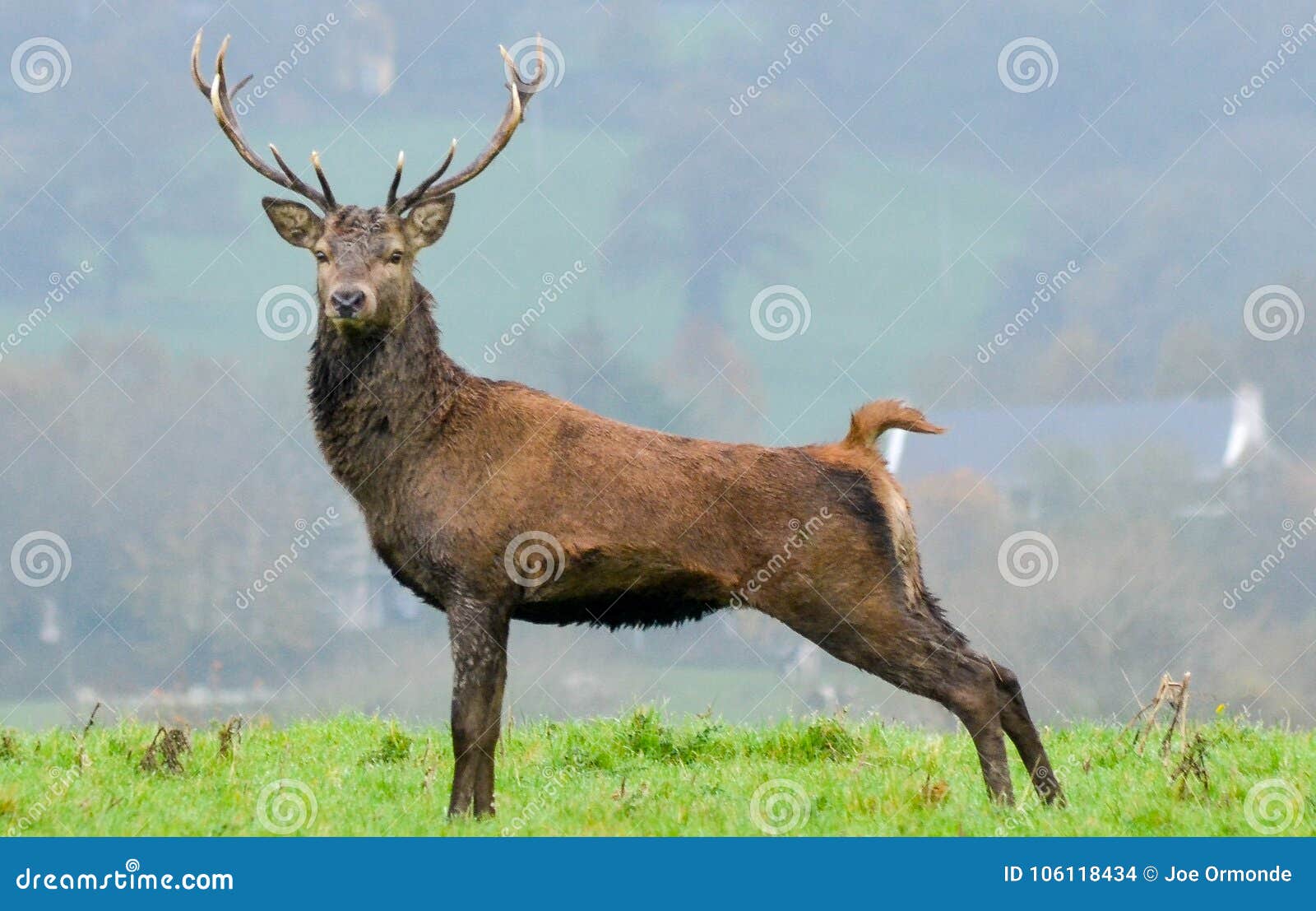 Posing Stag Stock Photo Image Of Male Country Protected 106118434