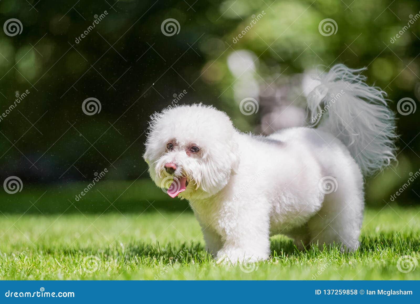 Position De Caniche De Bichon Frise Dans Un Domaine