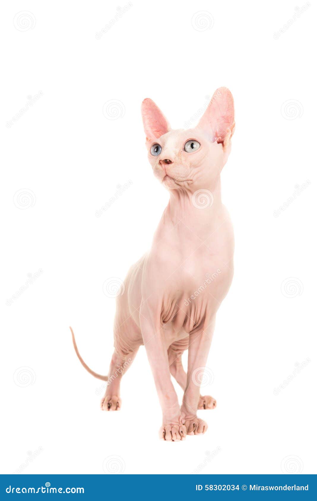 Position De Chat De Sphinx Photo Stock Image Du Exotique 5034