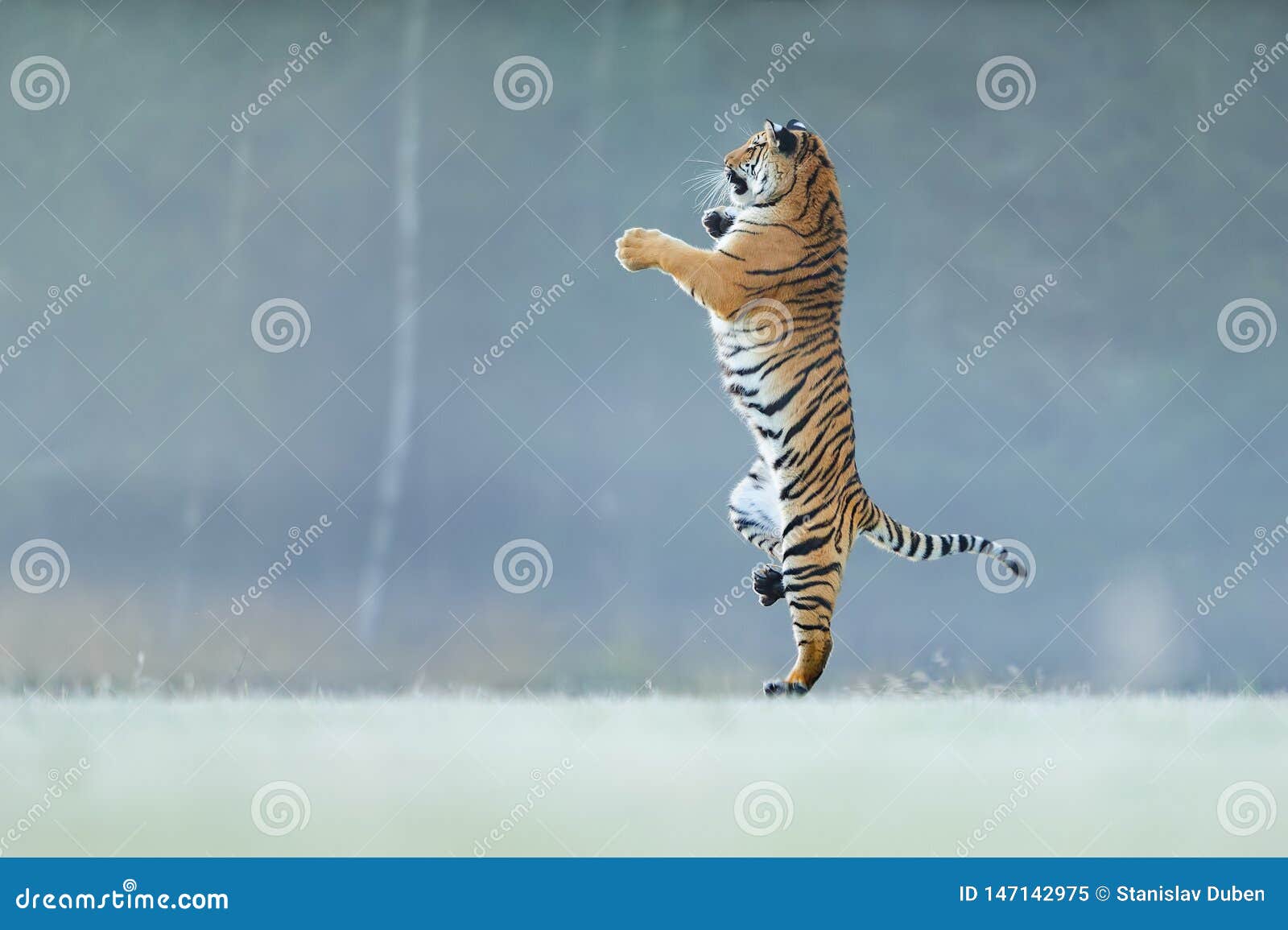 Position De Tigre Sur Les Pattes Arrieres Pas Le Typicall Posent Pour Le Grand Chat Tigre De Danse Tigre D Amur Panthera Tigris A Image Stock Image Du Colere Mammifere Position De Tigre Sur Les Pattes Arrieres Pas Le Typicall Posent Pour Le Grand Chat Tigre De Danse Tigre D Amur Panthera Tigris A Image Stock Image Du Colere Mammifere