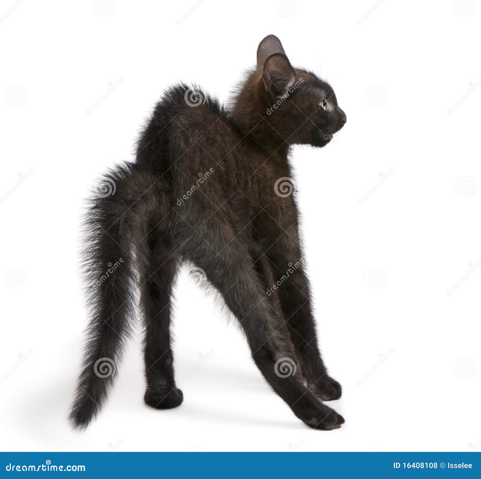 T-shirt Humour Chat Noir Poursuivant Souris - Dessin Mignon - Coton/polyester - Coupe Regular Unisexe