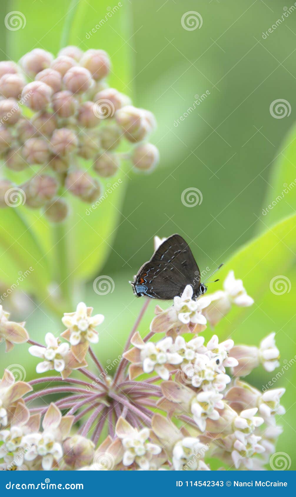 butterfly on delicate milkweed flower
