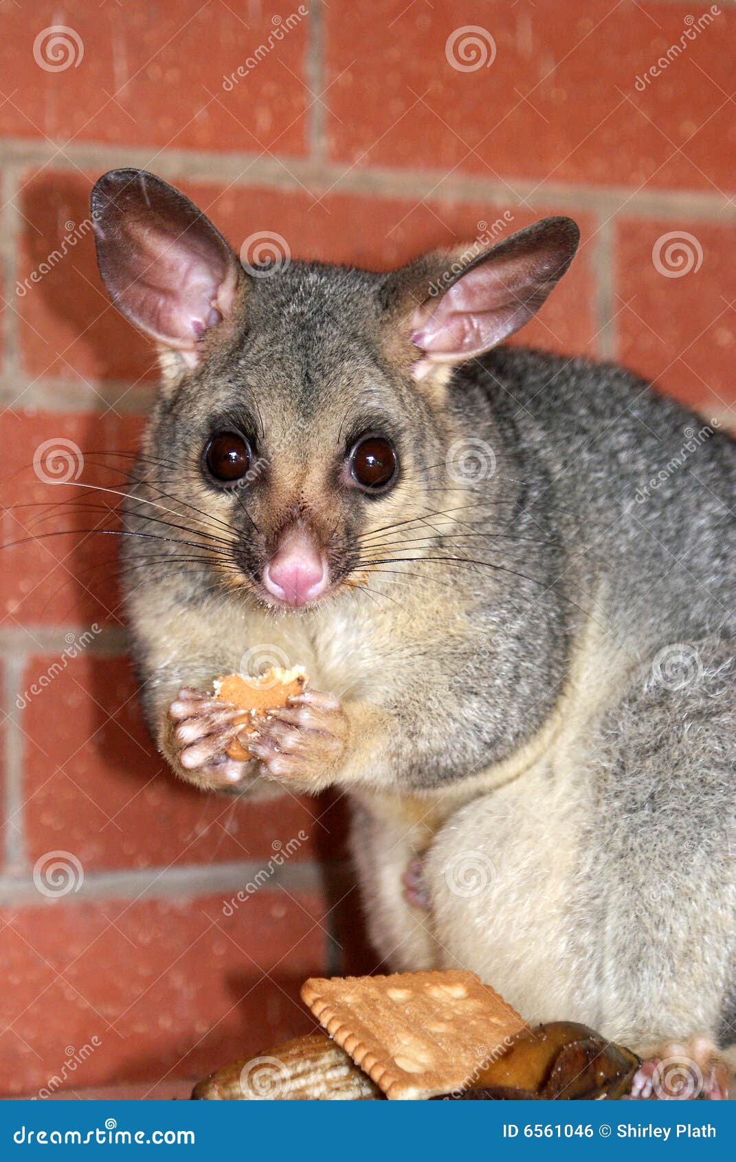 Possum eating stock photo. Image of eyes, holding, hungry 6561046