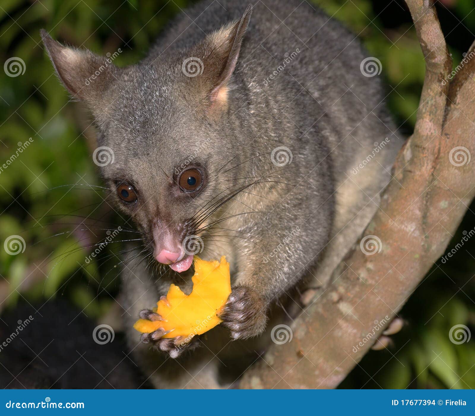 Possum Holding a Piece of Mango Stock Photo Image of australia, furry