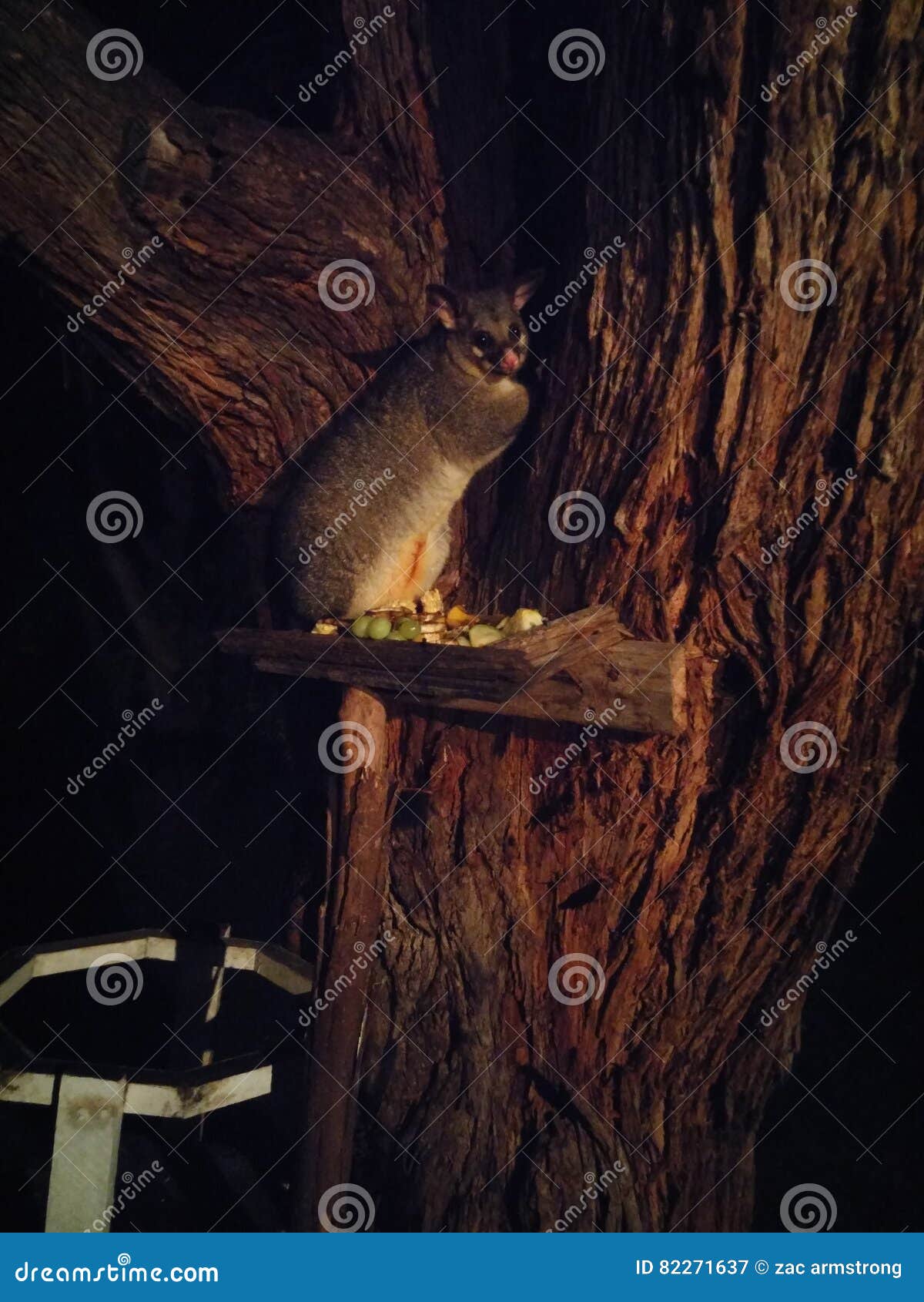 Possum in a tree stock image. Image of wildlife, tree Biology Diagrams