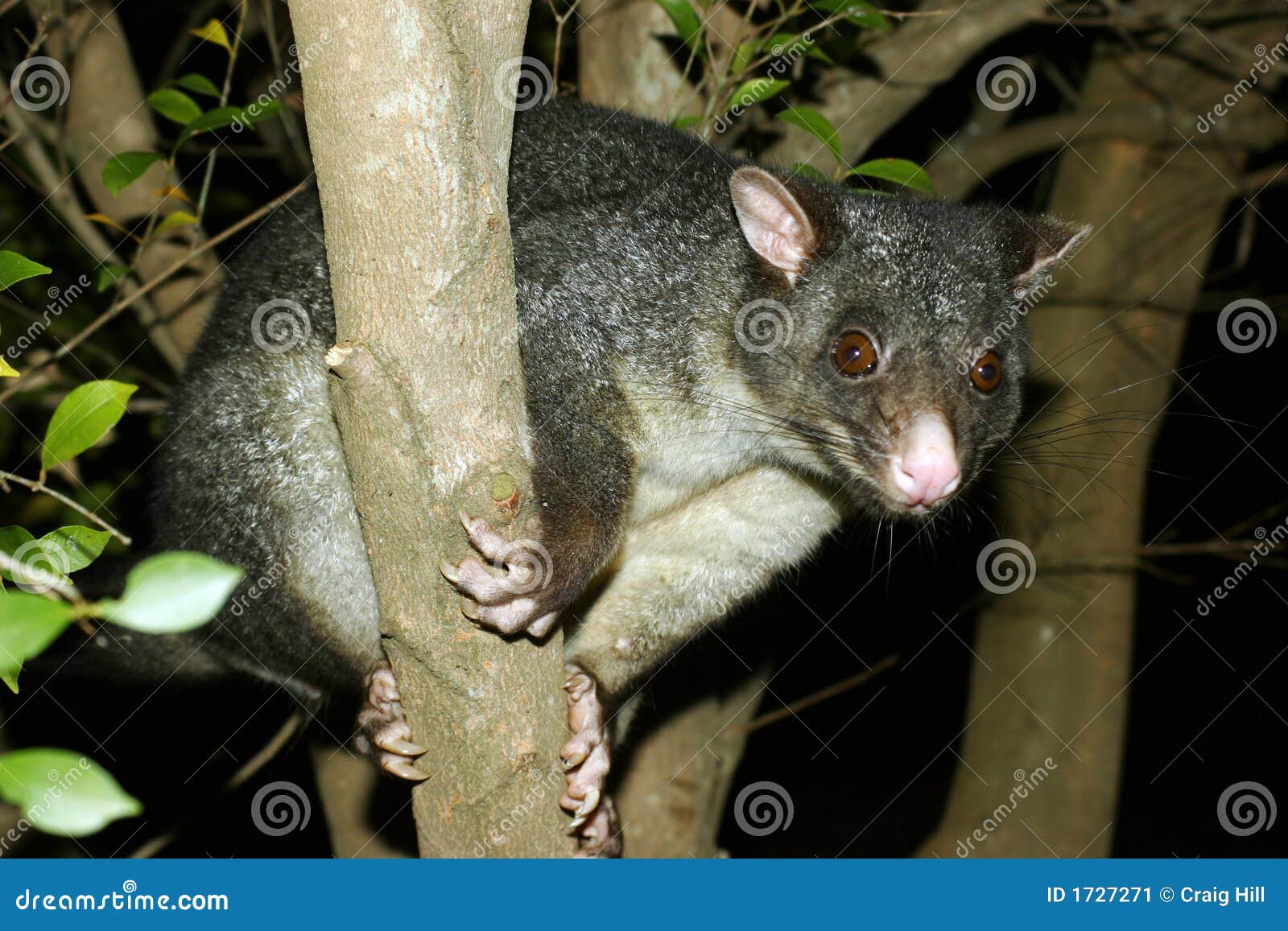Tree possum