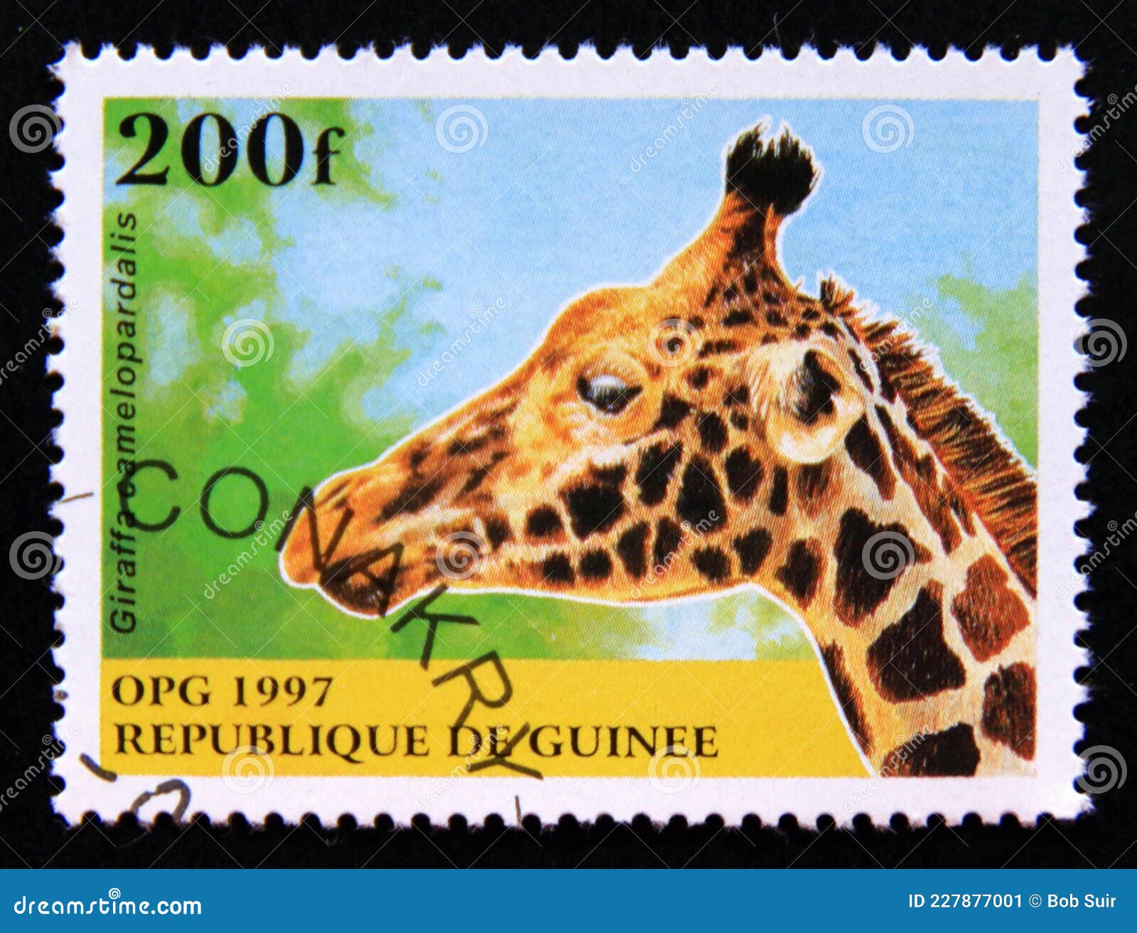 Postage Stamp Guinea, 1997. Giraffe Giraffa Camelopardalis Editorial Photo - Image of african, graphic: 227877001 Postage Stamp Guinea, 1997. Giraffe Giraffa Camelopardalis Editorial Photo - Image of african, graphic: 227877001